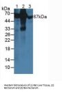 Albumin (ALB) Antibody