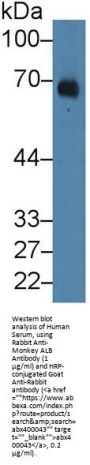Albumin (ALB) Antibody