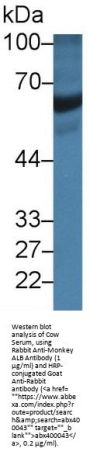 Albumin (ALB) Antibody