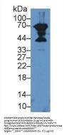 Decorin (DCN) Antibody