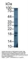 Galanin (GAL) Antibody