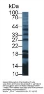 Galanin (GAL) Antibody