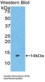 Galanin (GAL) Antibody