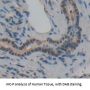 Galanin (GAL) Antibody