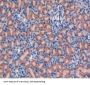 Galanin Antibody