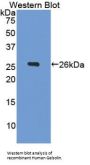 Gelsolin (GSN) Antibody