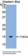 Motilin (MTL) Antibody