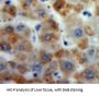 Motilin (MTL) Antibody