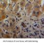 Nicotinamide Phosphoribosyltransferase / Visfatin (NAMPT) Antibody