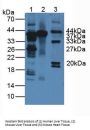 Arginase (ARG) Antibody