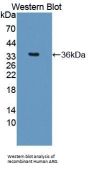 Arginase (ARG) Antibody