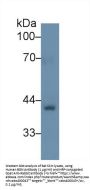 Biglycan (BGN) Antibody