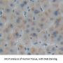 Biglycan (BGN) Antibody
