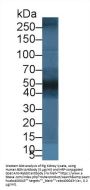 Biglycan (BGN) Antibody