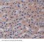 Biglycan (BGN) Antibody