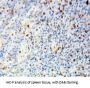 Catalase (CAT) Antibody