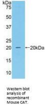 Catalase (CAT) Antibody