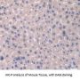 Catalase (CAT) Antibody