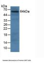 Granulin (GRN) Antibody