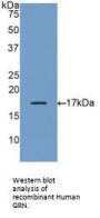 Granulin (GRN) Antibody