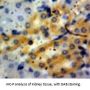 Granulin (GRN) Antibody