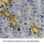 Granulin (GRN) Antibody