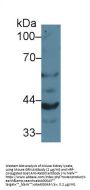 Granulin (GRN) Antibody