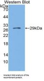 Granulin (GRN) Antibody