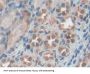 Granulin (GRN) Antibody
