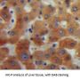 Granulin (GRN) Antibody