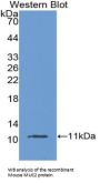 Mucin-2 (MUC2) Antibody