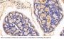 Mucin-2 (MUC2) Antibody