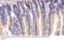 Mucin-2 (MUC2) Antibody