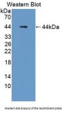 Mucin-3A (MUC3A) Antibody