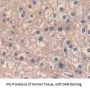 Mucin-3A (MUC3A) Antibody