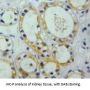 Nephrin (NPHN) Antibody