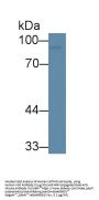 Clusterin (CLU) Antibody