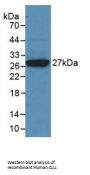 Clusterin (CLU) Antibody