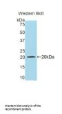 Hemopexin Antibody