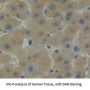 Hemopexin Antibody