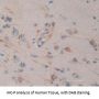 Myocilin (MYOC) Antibody