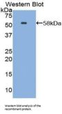 Netrin 1 (Ntn1) Antibody