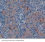 Netrin 1 (Ntn1) Antibody
