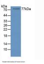 Nucleolin Antibody