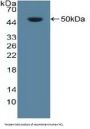 Nucleolin Antibody