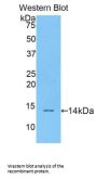 Resistin Antibody