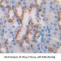 Resistin Antibody