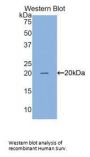 Baculoviral IAP Repeat-Containing Protein 5 (BIRC5) Antibody