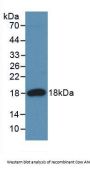 Angiogenin Antibody
