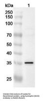 Dystrophin (DMD) Antibody